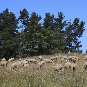 Sheep on the pasture, here in Franconian Switzerland Sheep on the pasture, here in Franconian Switzerland
