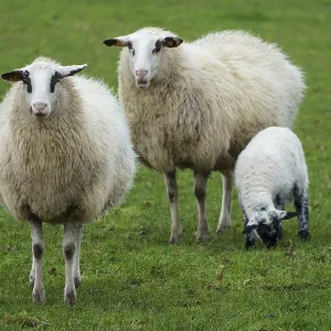 Three sheep stand in a green field