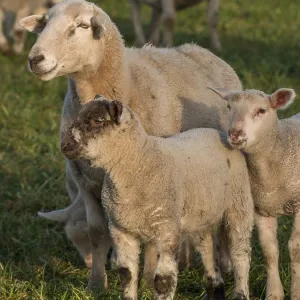 A sheep standing protectively with two lambs on a green field A sheep standing protectively with two lambs on a green field