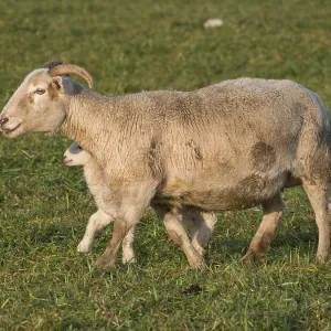 A sheep walks across a green pasture with a lamb A sheep walks across a green pasture with a lamb