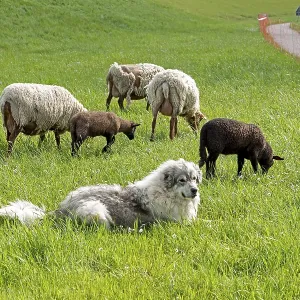 Sheepdog guarding sheep, lambs Sheepdog guarding sheep, lambs