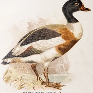 Shelduck (Tadorna tadorna) or shelduck Shelduck (Tadorna tadorna) or shelduck