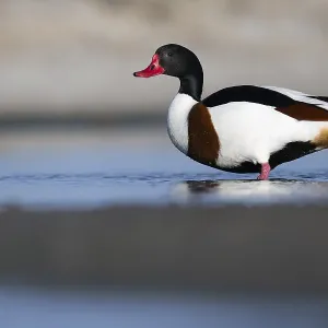 Shelduck (Tadorna tadorna), Texel, Netherlands