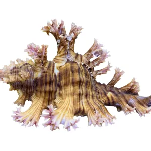 Shell of Murex Saulii or Chicoreus Saulii is a species of sea snail