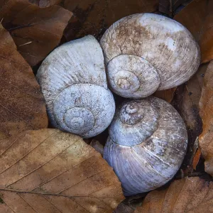 Shell of the vineyard snail (Helix pomatia) Shell of the vineyard snail (Helix pomatia)