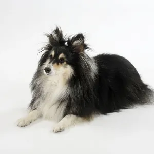 Sheltie, 10 years old, Shetland Sheepdog