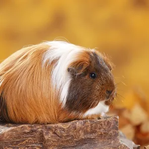 Sheltie guinea pig, gold agouti-red-white