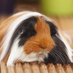 Sheltie Guinea Pig Pig, Tortoiseshell with White Sheltie Guinea Pig Pig, Tortoiseshell with White