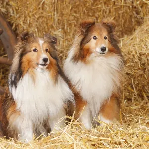 Sheltie, Masculino, sable-blanco, 11 años. Sheltie, Masculino, sable-blanco, 11 años.