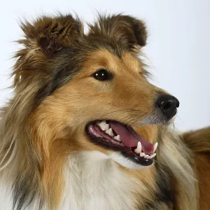 Sheltie, Shetland Sheepdog Sheltie, Shetland Sheepdog