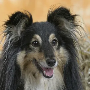 Sheltie, Shetland Sheepdog Sheltie, Shetland Sheepdog