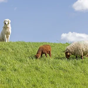 Shepherd dog guarding sheep, shepherd dog