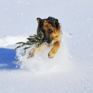 A shepherd dog playing in the snow and carrying a tree branch
