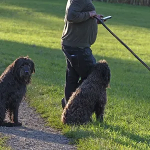 Shepherd with his dogs herding his flock of sheep (Ovis gmelini aries) in a meadow Shepherd with his dogs herding his flock of sheep (Ovis gmelini aries) in a meadow
