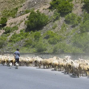 Shepherd drives a large flock of sheep along a road through a green landscape Shepherd drives a large flock of sheep along a road through a green landscape