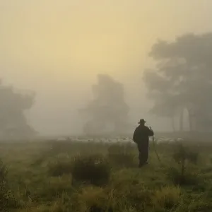 Shepherd with a flock of sheep in the heath at sunrise Shepherd with a flock of sheep in the heath at sunrise