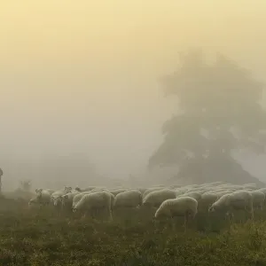 Shepherd with a flock of sheep in the heath at the Thuelsfeld dam at sunrise Shepherd with a flock of sheep in the heath at the Thuelsfeld dam at sunrise