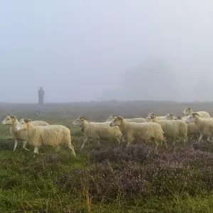 Shepherd with a flock of sheep in the heath at the Thuelsfeld dam at sunrise in the fog Shepherd with a flock of sheep in the heath at the Thuelsfeld dam at sunrise in the fog