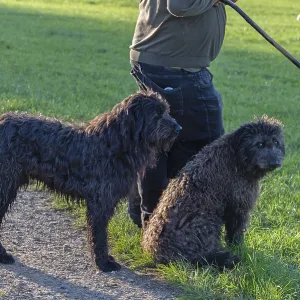 Shepherd with his two herding dogs Shepherd with his two herding dogs