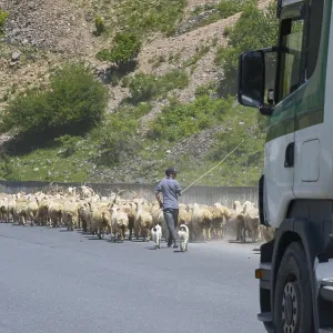 Shepherd leads a flock of sheep along a road Shepherd leads a flock of sheep along a road