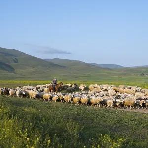 A shepherd leads a flock of sheep across a vast green pasture with rolling hills in the background under a blue sky A shepherd leads a flock of sheep across a vast green pasture with rolling hills in the background under a blue sky