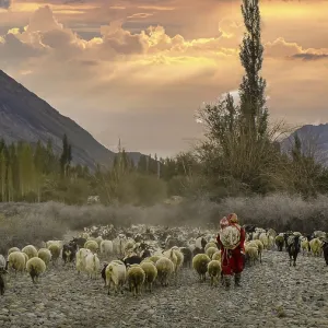A shepherdess in the Nubra Valley leads a herd of sheep (ovis) A shepherdess in the Nubra Valley leads a herd of sheep (ovis)