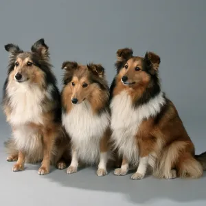 Shetland-Schaferhunde, Sheltie<br> Shetland-Sch?ferhunde Shetland-Schaferhunde, Sheltie<br> Shetland-Sch?ferhunde
