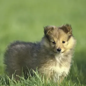 Shetland Sheepdog, Pup standing on Lawn