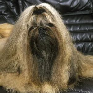 Shi Tzu dog lying on leather sofa