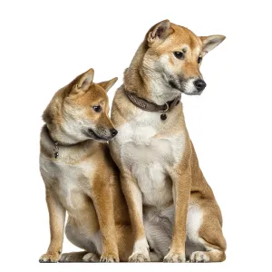 Two Shiba Inu, 1 year and 6 months old looking away Two Shiba Inu, 1 year and 6 months old looking away