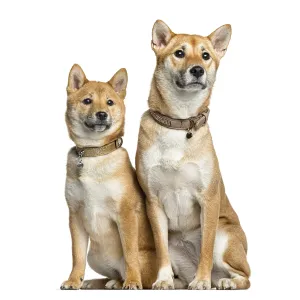Two Shiba Inu, 1 year and 6 months old sitting Two Shiba Inu, 1 year and 6 months old sitting
