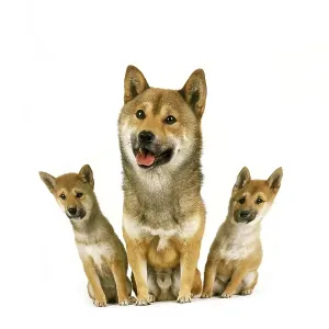 Shiba Inu Dog, Male with Pup sitting against White Background
