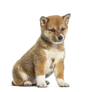 Shiba inu puppy sitting facing looking at camera on white background Shiba inu puppy sitting facing looking at camera on white background