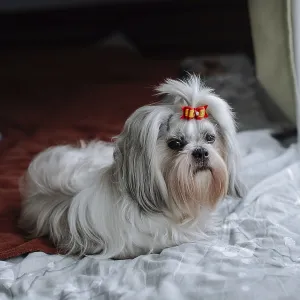 Shih tzu dog with bow lying on bed Shih tzu dog with bow lying on bed