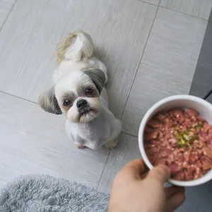 Shih tzu dog getting food from owner at kitchen