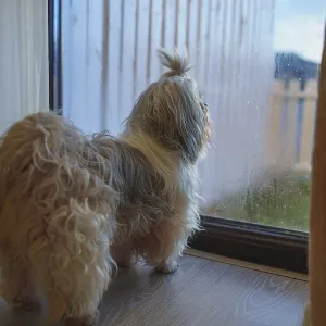 Shih-tzu dog is looking out the window of cottage Shih-tzu dog is looking out the window of cottage