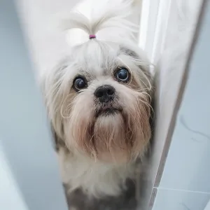 Shih tzu dog peek through open door Shih tzu dog peek through open door