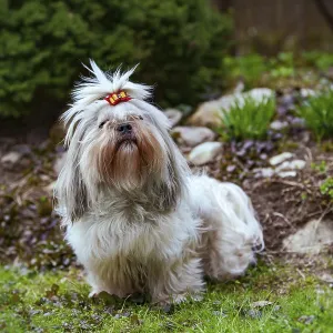 Shih tzu dog sitting on grass in garden