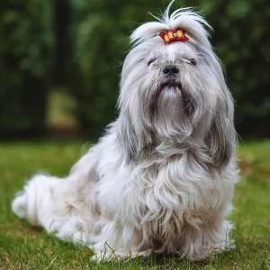 Shih tzu dog sitting on grass in garden
