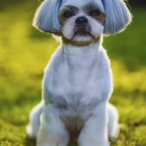 Shih tzu dog sitting on grass in garden Shih tzu dog sitting on grass in garden