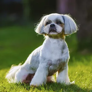 Shih tzu dog sitting on grass in garden Shih tzu dog sitting on grass in garden