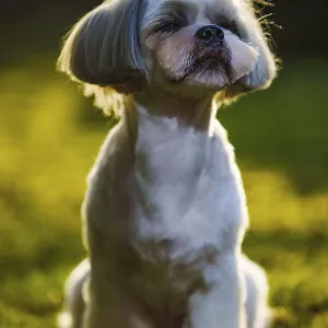 Shih tzu dog sitting on grass in garden