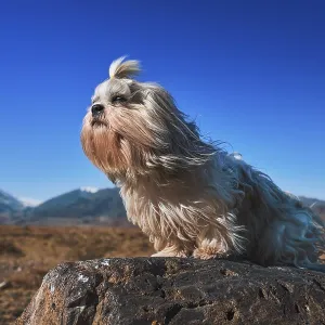 Shih tzu dog with sitting on stone on mountains background