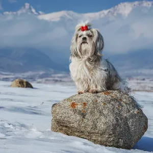 Shih tzu dog sitting on stone on mountains background at winter Shih tzu dog sitting on stone on mountains background at winter