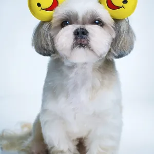 Shih tzu dog with smiles ears on blue and white background Shih tzu dog with smiles ears on blue and white background