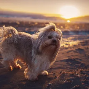Shih tzu dog standing at the edge of lake at sunset