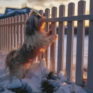 Shih tzu dog standing at the fence and guards the cottage at winter