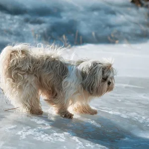 Shih tzu dog standing on ice trying not to slip