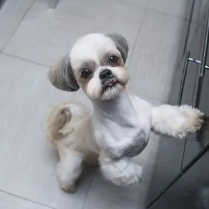 Shih tzu dog standing at kitchen and asking owner something to eat