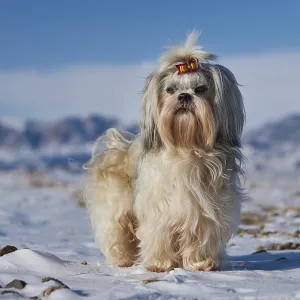 Shih tzu dog standing on mountains background at winter